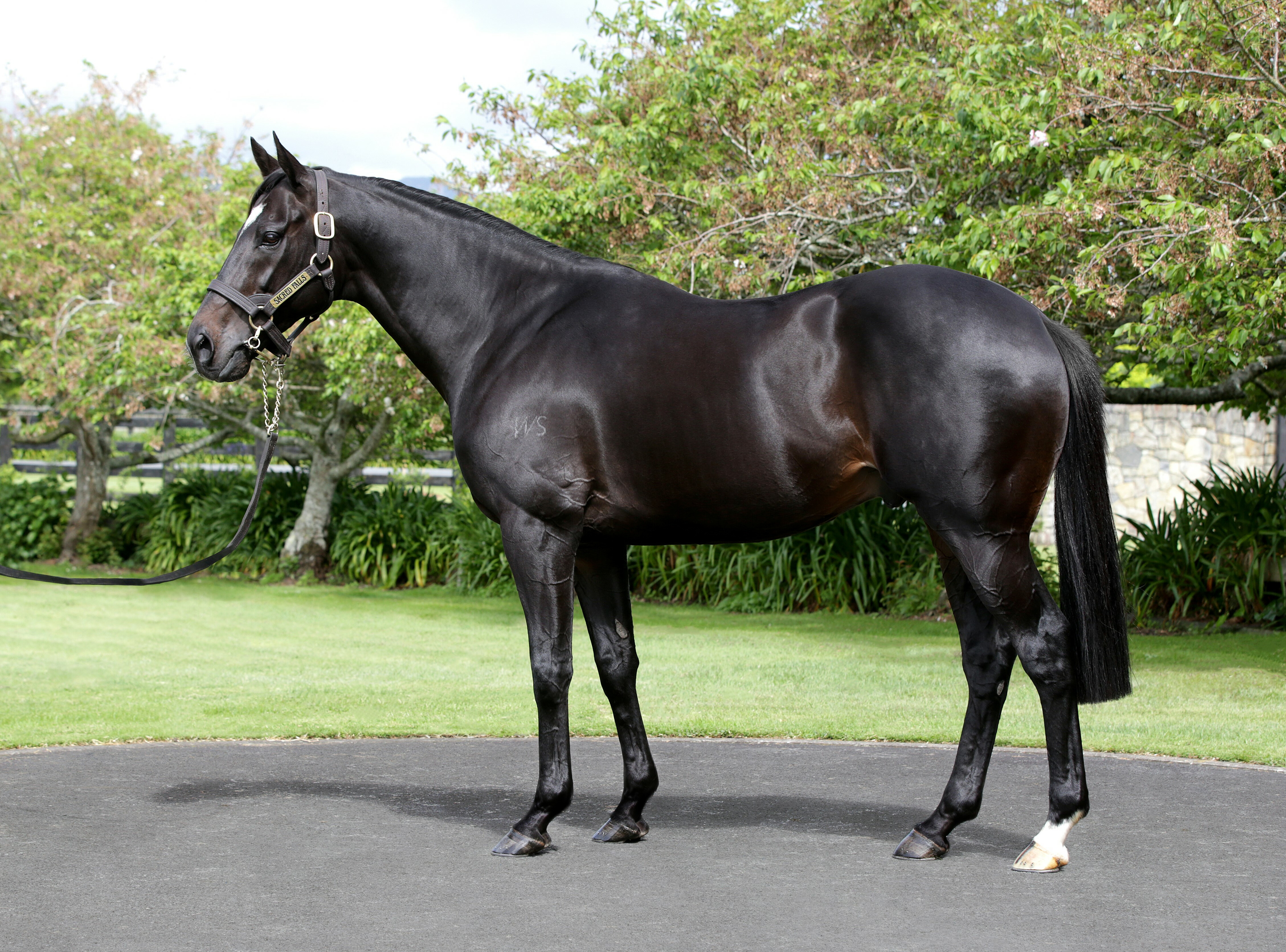 Waikato Stud resident and four-time Group One winner Sacred Falls (NZ).